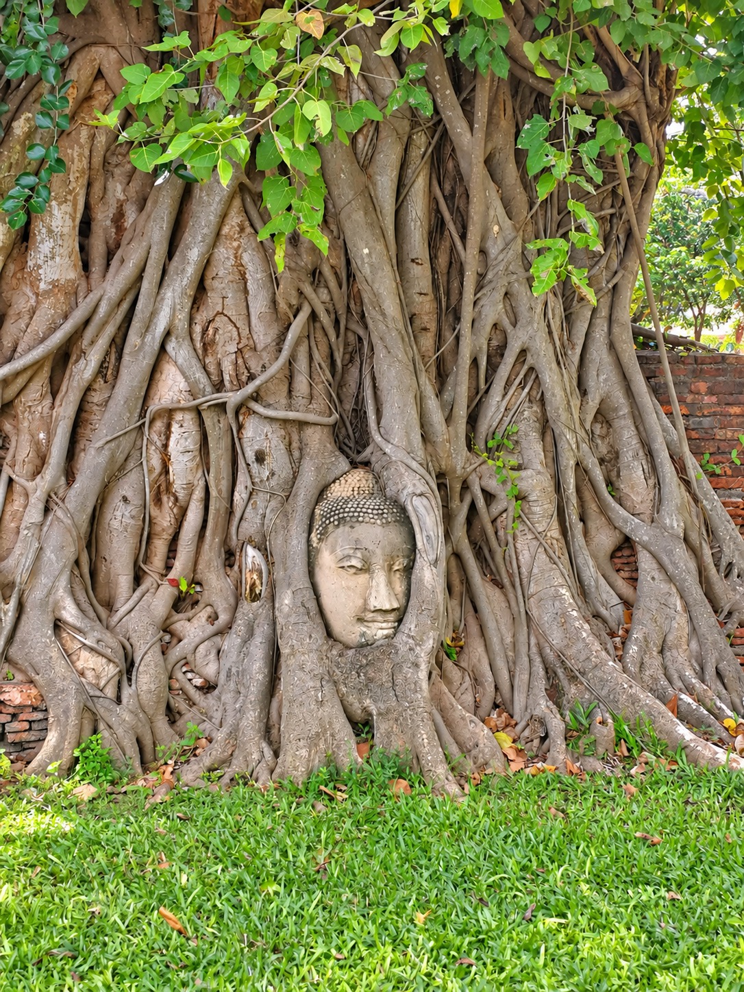 Buddha head surrounded by tree roots at Wat Mahathat