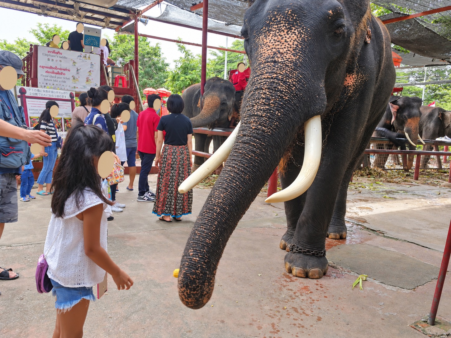 Elephants and visitors at a feeding area