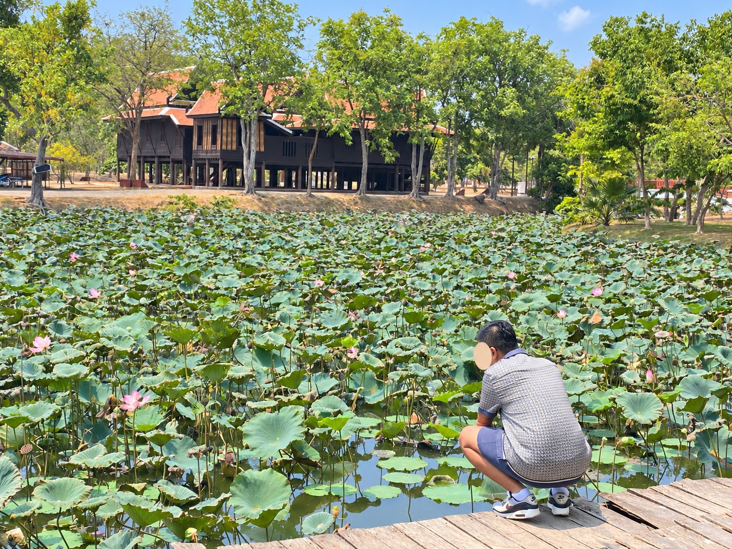 Lotus pond with traditional timber buildings behind it