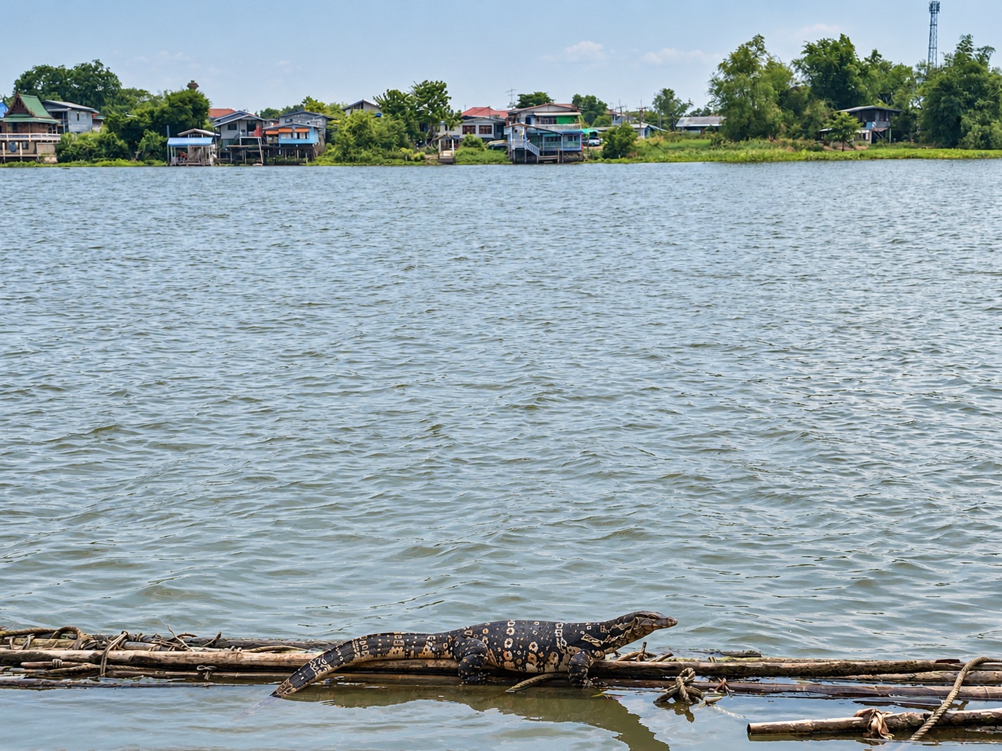 Monitor lizard on bamboo beside the river