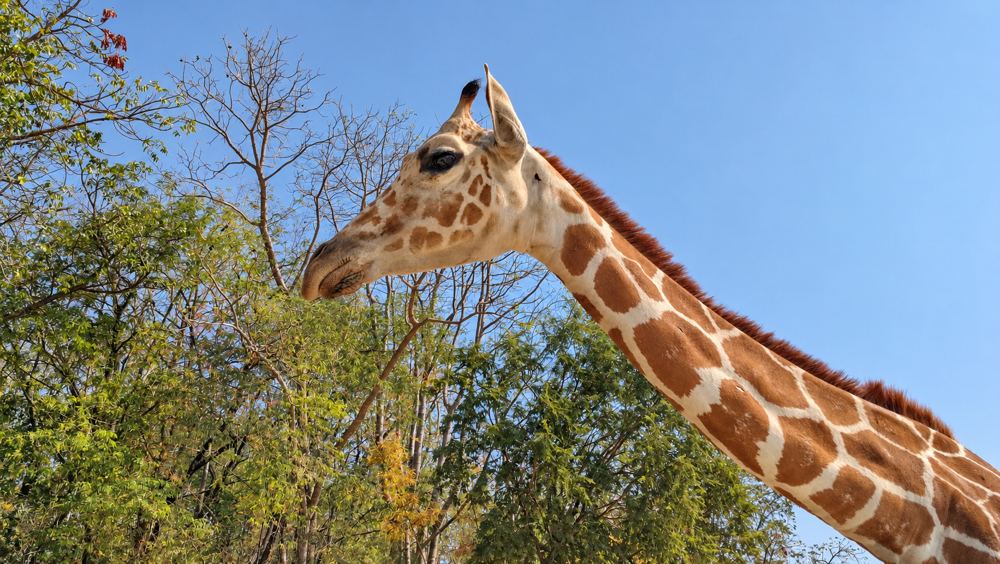 Kanchanaburi travel guide: Giraffe at Safari Park Kanchanaburi