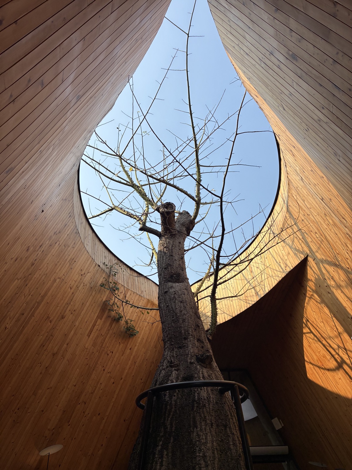 Tree framed by curved timber walls at Harudot café in Chonburi