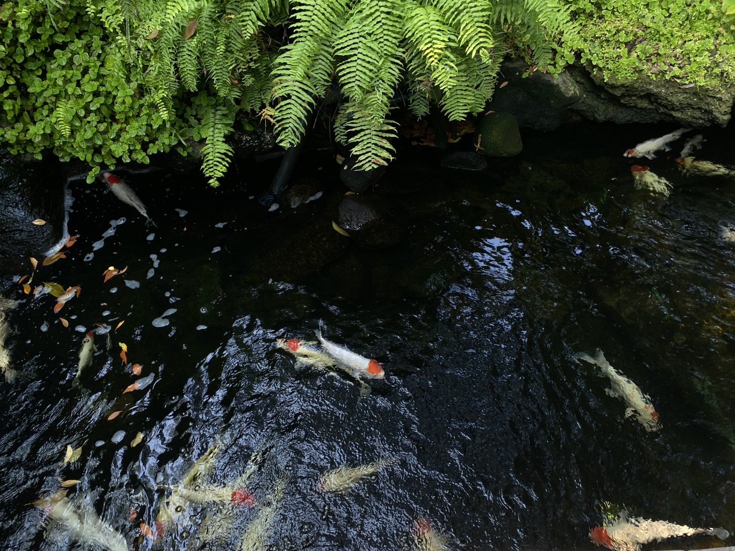Koi pond beneath green ferns at Harudot café