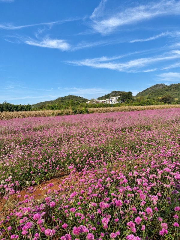 Khao Yai travel guide: pink flowers with mountain views