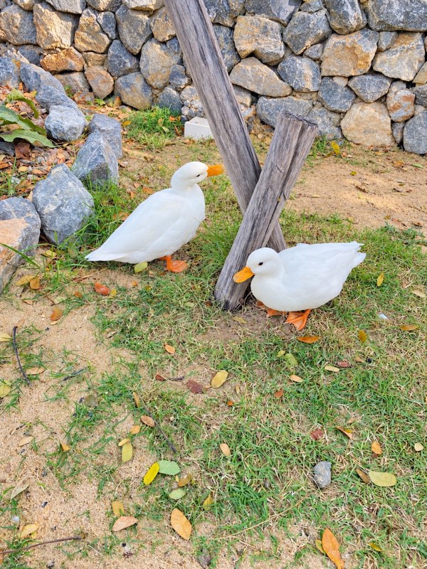 Khao Yai travel guide: ducks at Oria Café