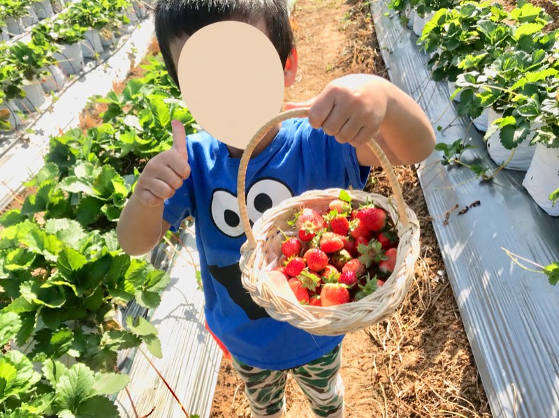 Khao Yai travel guide: my son holding a basket of freshly picked strawberries