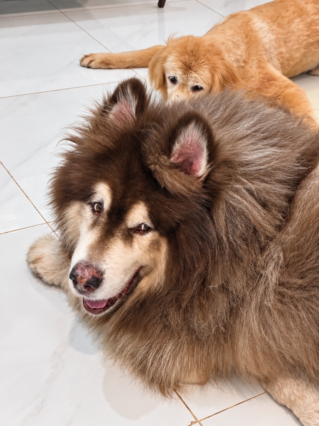 Large dogs resting at Dog’C Blog Felicita’