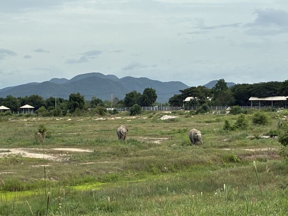 Hua Hin travel guide: rescued elephants at Wildlife Friends Foundation Thailand