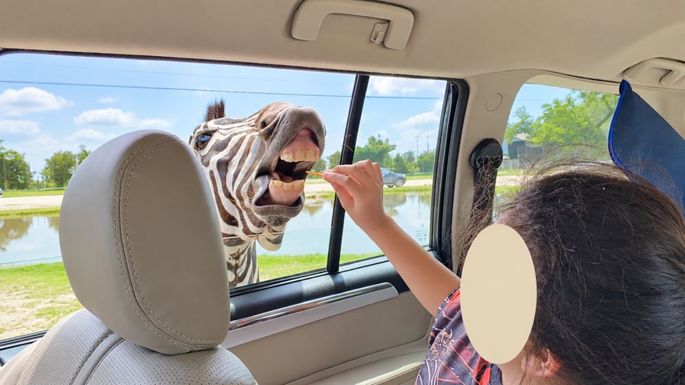 Kanchanaburi travel guide: My child during our Safari Park visit