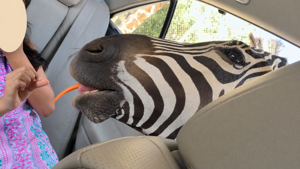 Kanchanaburi travel guide: Zebra at our safari vehicle window